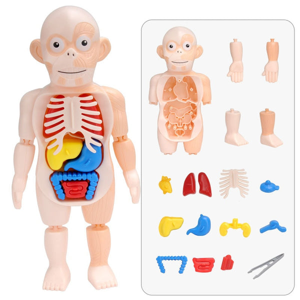 Montessori 3D Puzzle Human Body Anatomy Model